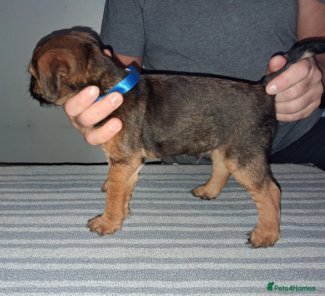 Border Terrier dogs for sale: Kc Reg Border Terrier Puppies  - Advert 15