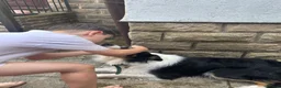 Border Collie dogs for sale: Border collie - male  in Sheffield - Advert 6