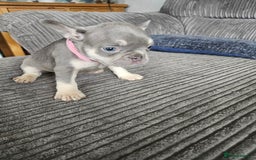 French Bulldog dogs for sale: Gorgeous frenchie pups  - Image 23