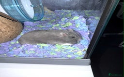 Hamster rodents for sale: Russian Dwarf Hamster - Image 1