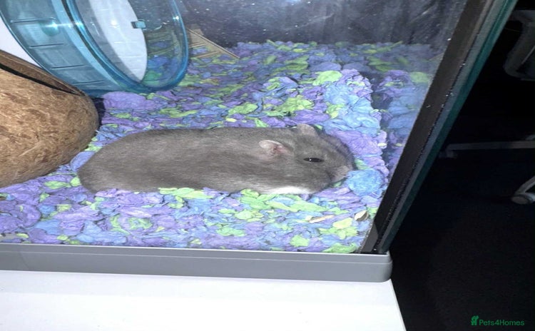 Hamster rodents - Advert 1