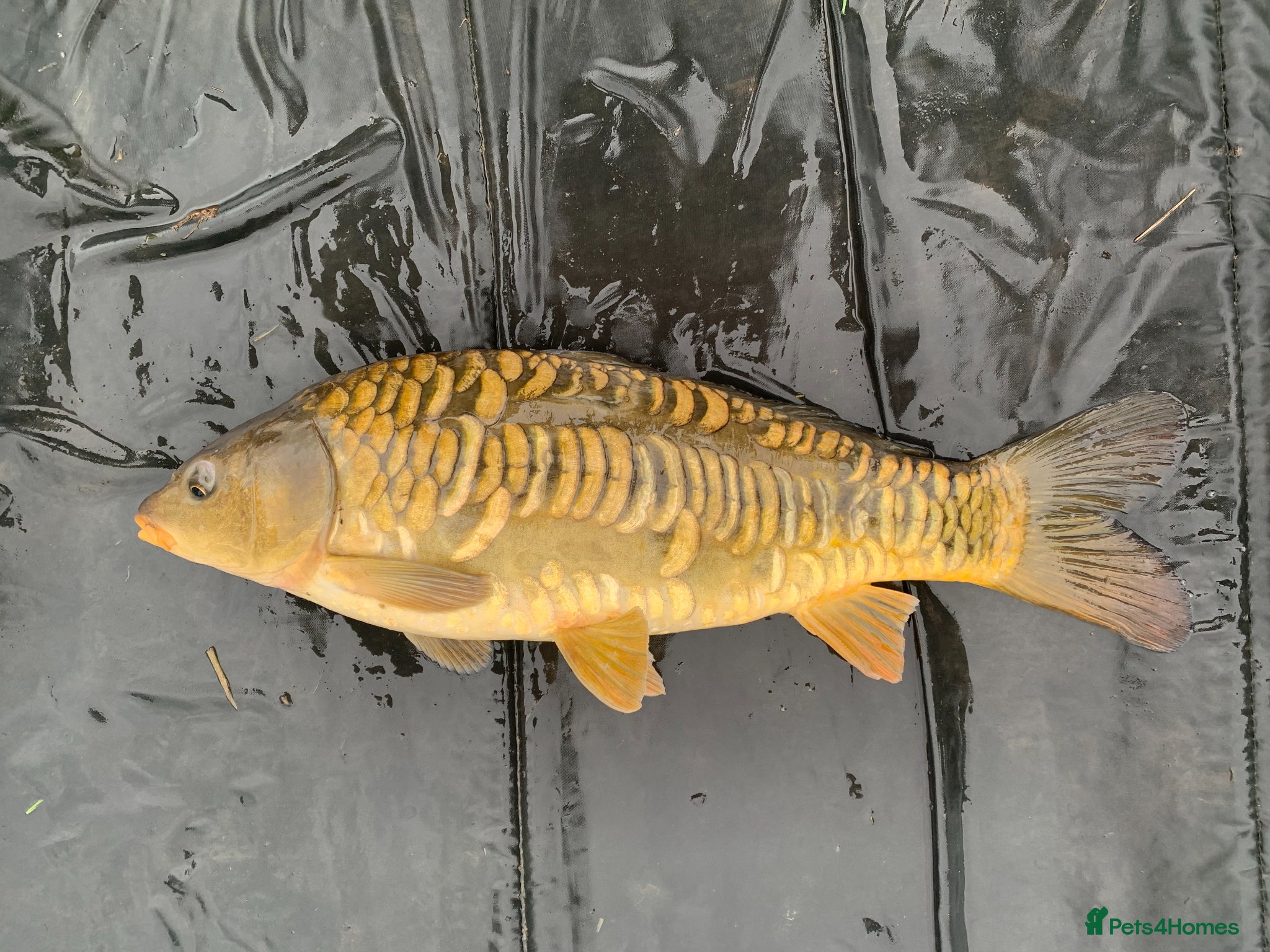 Koi Carp fish Mirror & Common Carp 6-10 Inches - Advert 8