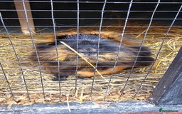 Guinea Pig rodents for sale: Guinea pig looking for new forever home. - Image 4