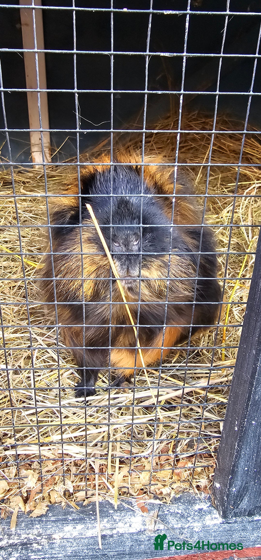 Guinea Pig rodents for sale: Guinea pig looking for new forever home. - Image 4