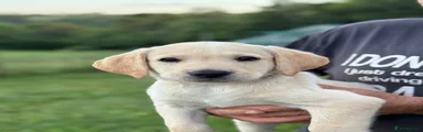 Labrador Retriever Puppy 5