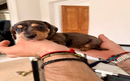 Mixed Breed dogs for sale: Miniature Dachshund × Dachshund Cockapoo Puppies - Advert 7