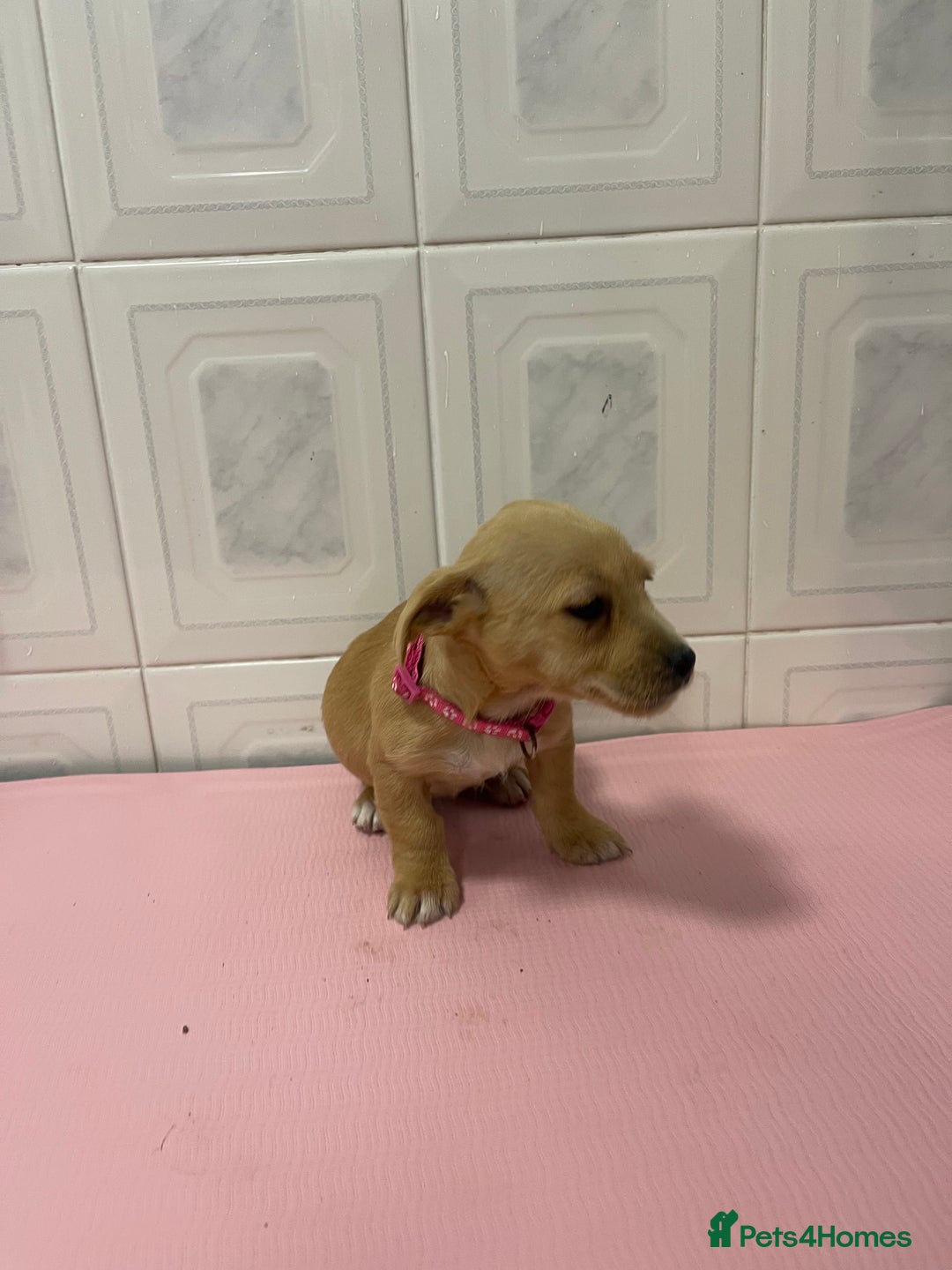 Jack Russell dogs for sale: 4 gorgeous girl ready now the perfect cams present - Advert 6