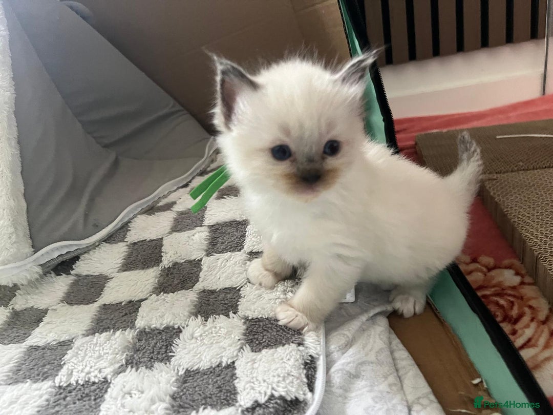 Ragdoll cats for sale: Beautiful Ragdoll Kittens, GCCF & Tica Registered - Image 23