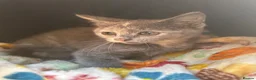 British Shorthair cats for sale: Beautiful Unusual Kittens for sale - Advert 6