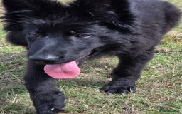 German Shepherd dogs for sale: Dark German Shepherd Females - Image 19
