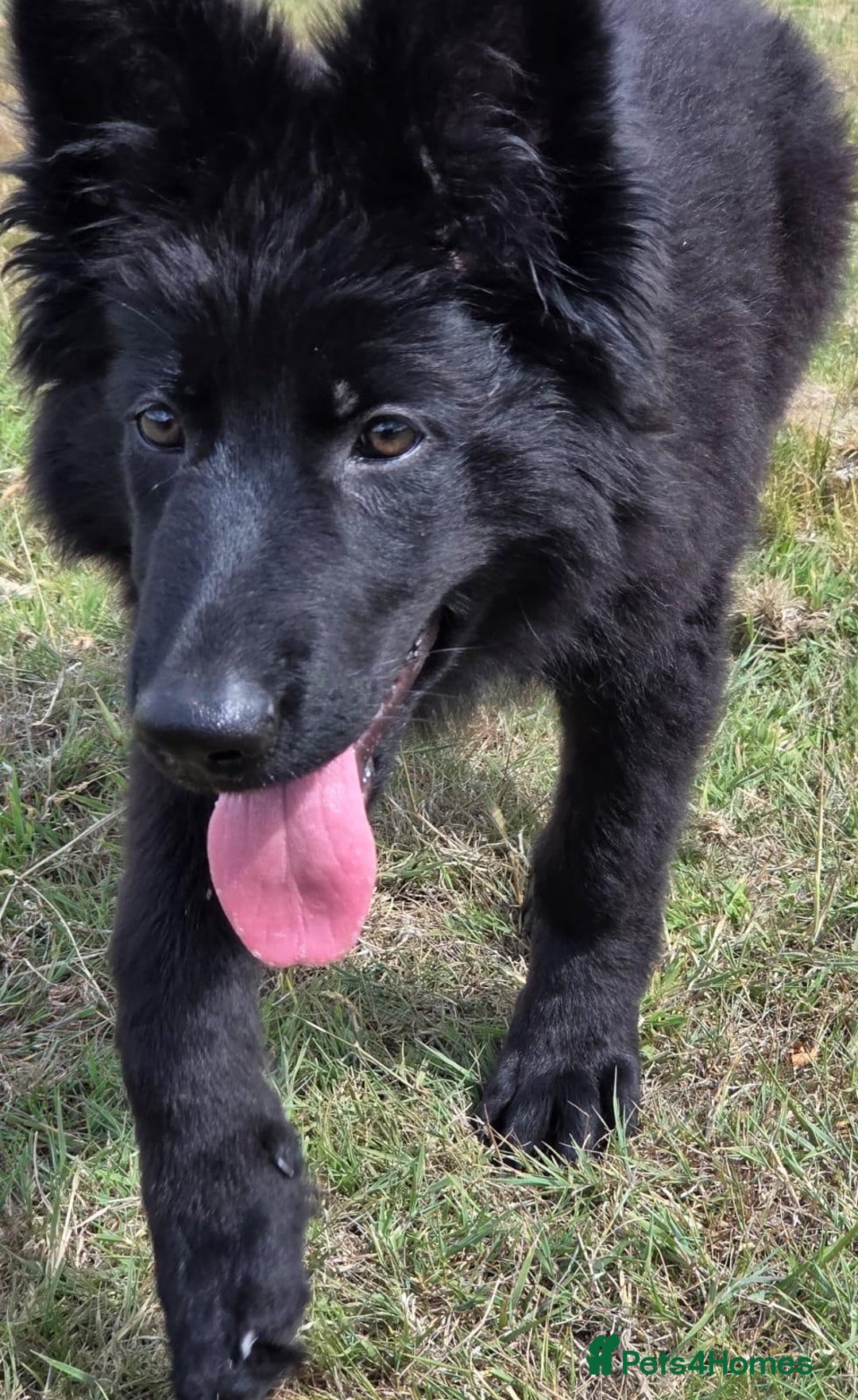 German Shepherd dogs for sale: Dark German Shepherd Females - Image 19