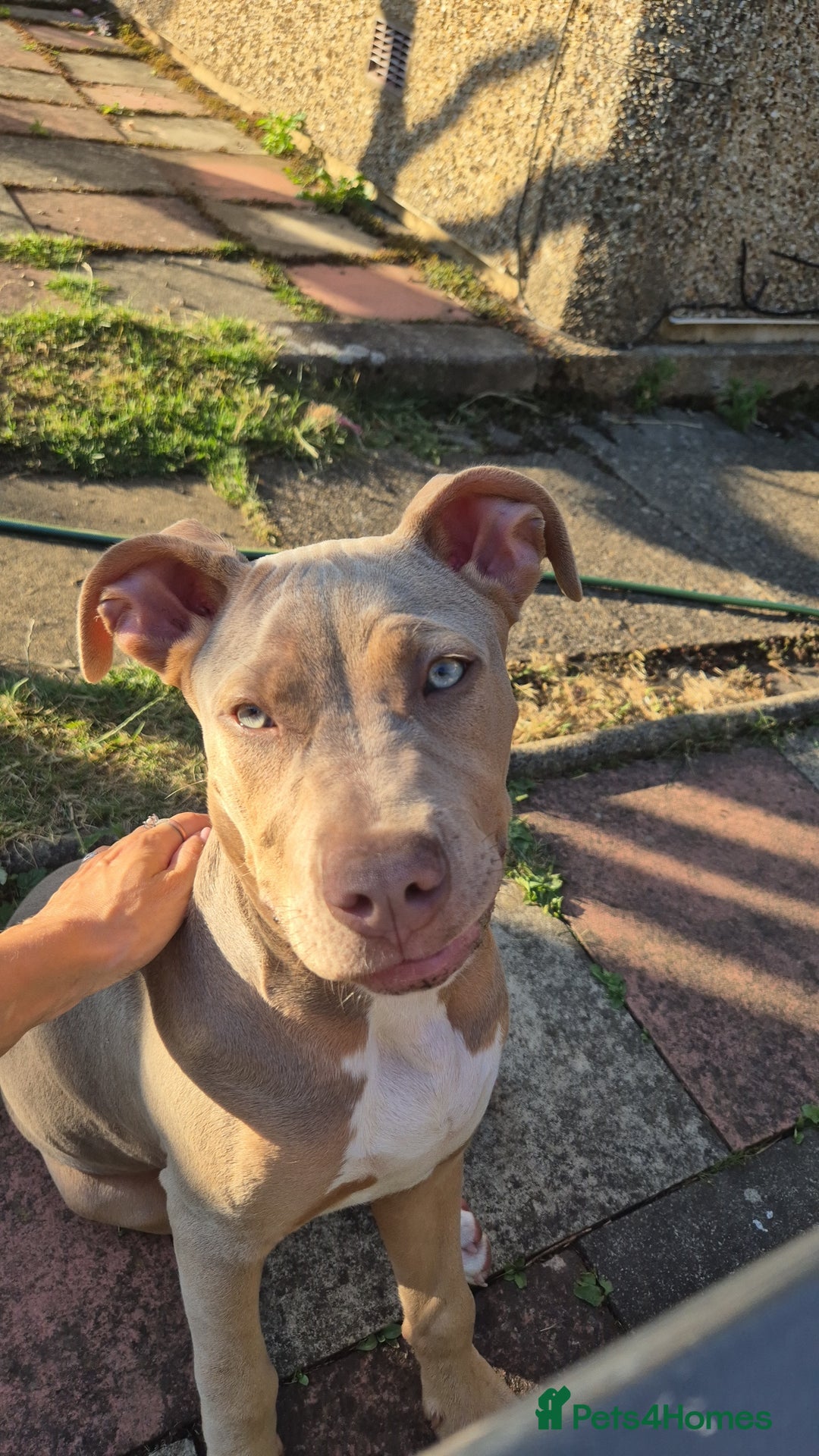 Mixed Breed dogs for sale: Mixed breed - Image 5