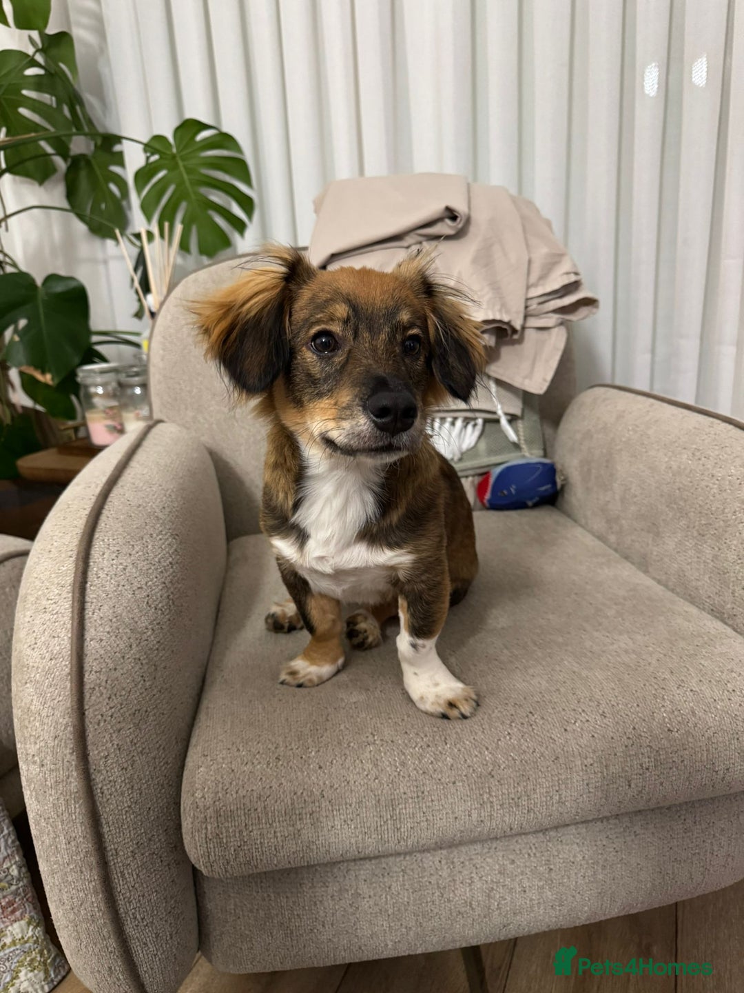 Dachshund dogs for adoption: Meet Betty & Momo — two short-legged siblings! - Advert 11