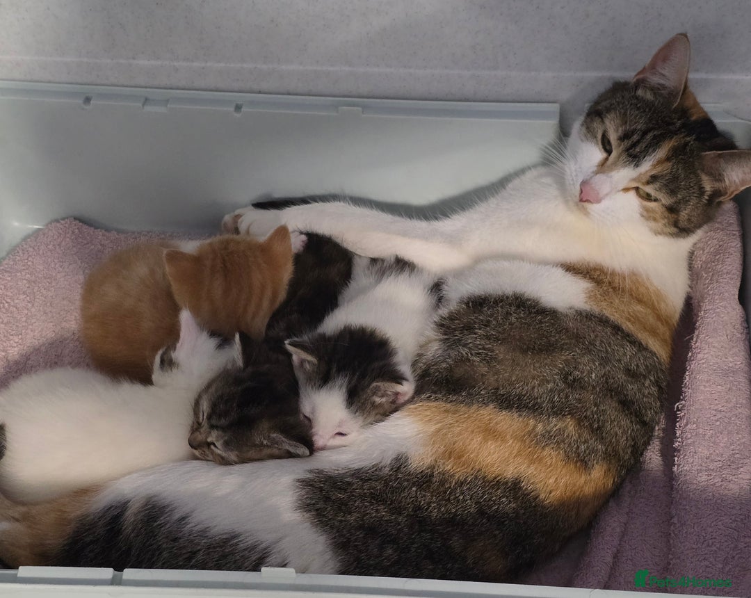 Mixed Breed cats for sale: Gorgeous Boys ready now!!! - Advert 10