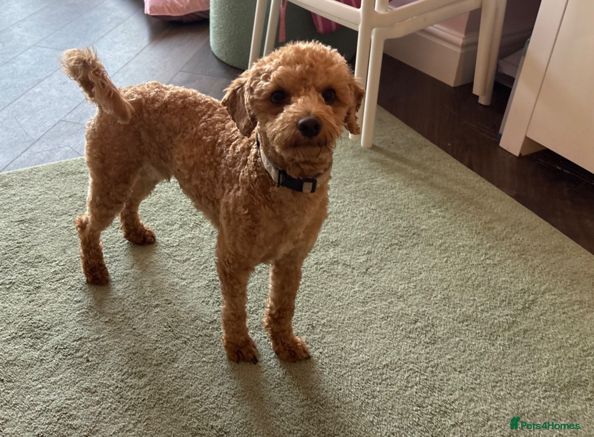 Cockapoo dogs 2 year old cockapoo  - Advert 1