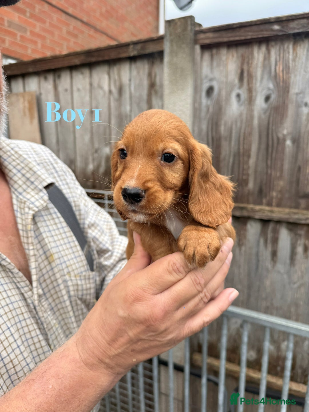 Cocker Spaniel dogs for sale: Working cocker spaniel puppies - Image 4