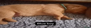 Labrador Retriever Puppy 2