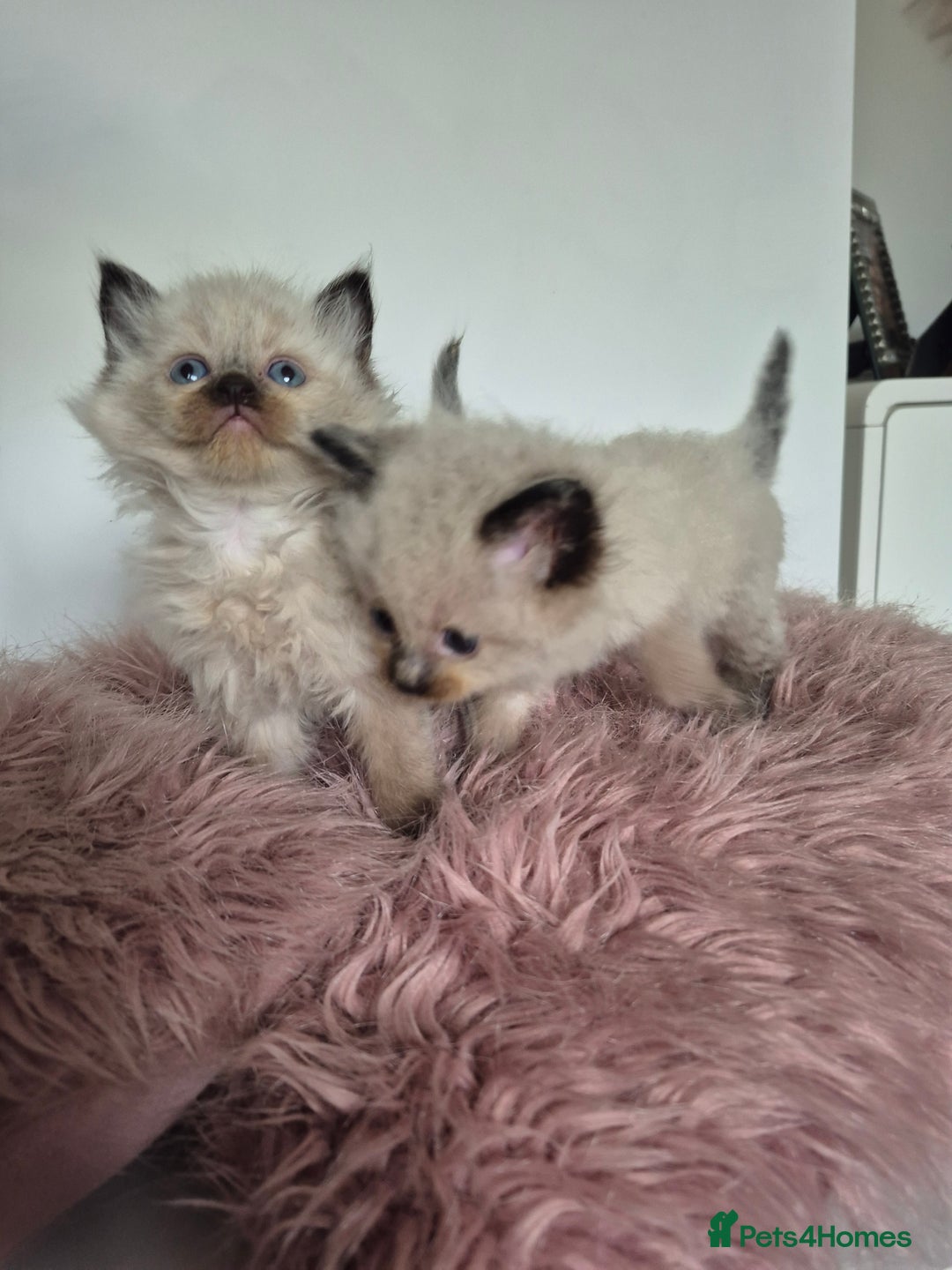 Ragdoll cats for sale: Seal point ragdoll kittens - Image 7