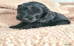 Labradoodle dogs for sale: Rare Roan Ebony Tiny/Mini Labradoodlese Puppies  - Image 14