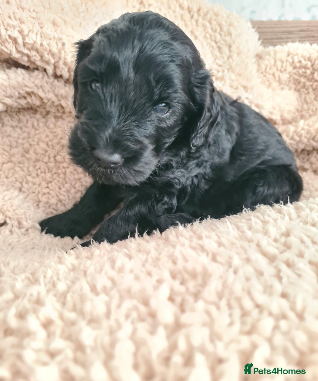 Labradoodle dogs for sale: Rare Roan Ebony Tiny/Mini Labradoodlese Puppies  - Image 14