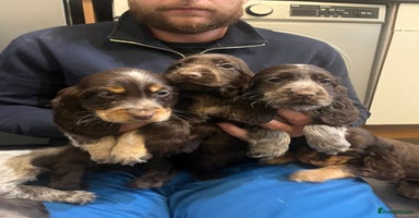 Cocker Spaniel dogs - Advert 16