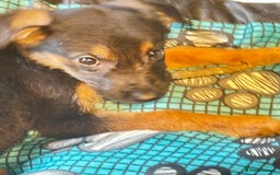 Mixed Breed dogs for sale: Malinois rotti cross puppy’s for sale - Image 2