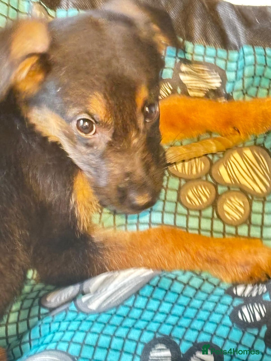 Mixed Breed dogs for sale: Malinois rotti cross puppy’s for sale - Image 2