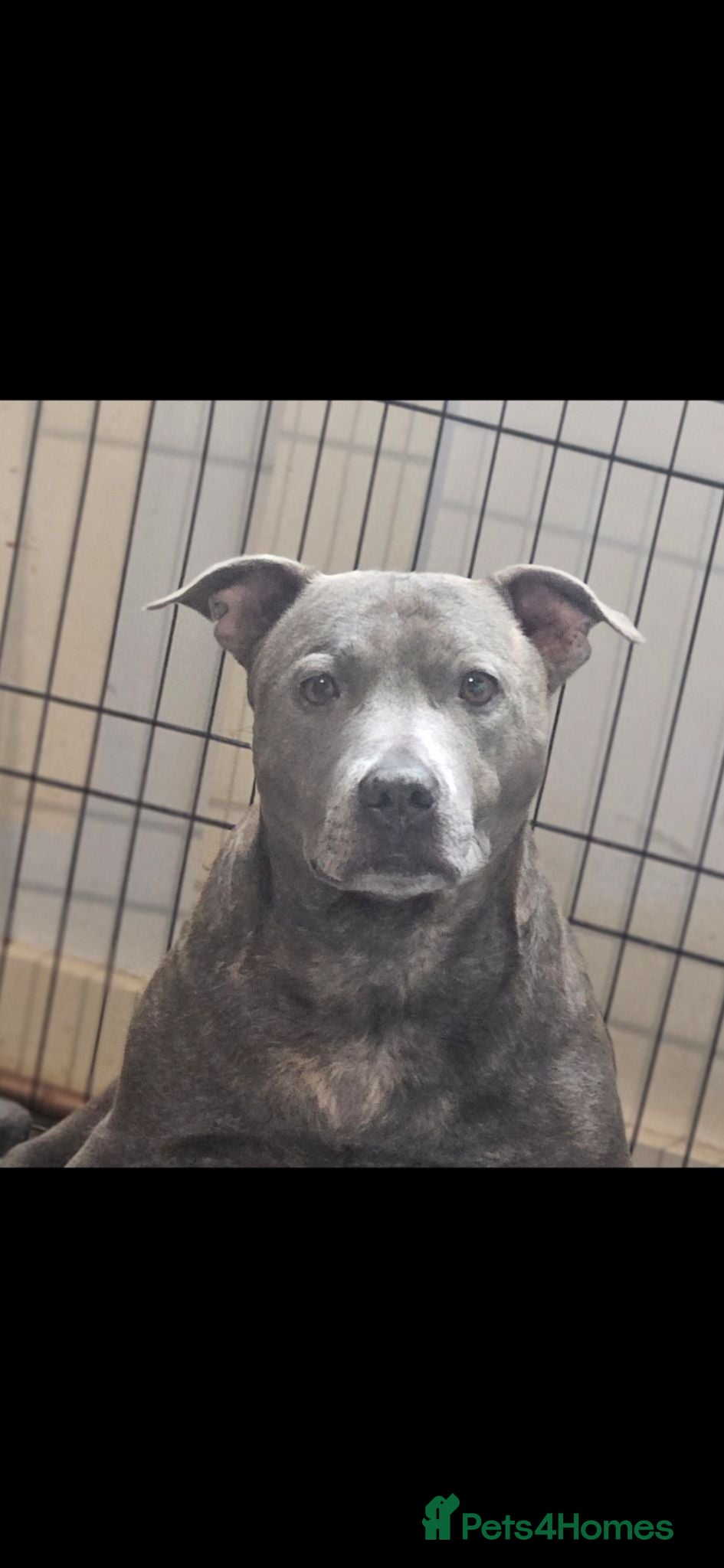 Staffordshire Bull Terrier dogs Blue staff puppy READY TO LEAVE - Advert 8