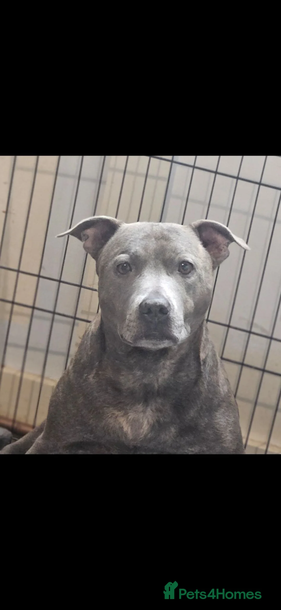 Staffordshire Bull Terrier dogs for sale: Blue staff puppy READY TO LEAVE - Advert 1