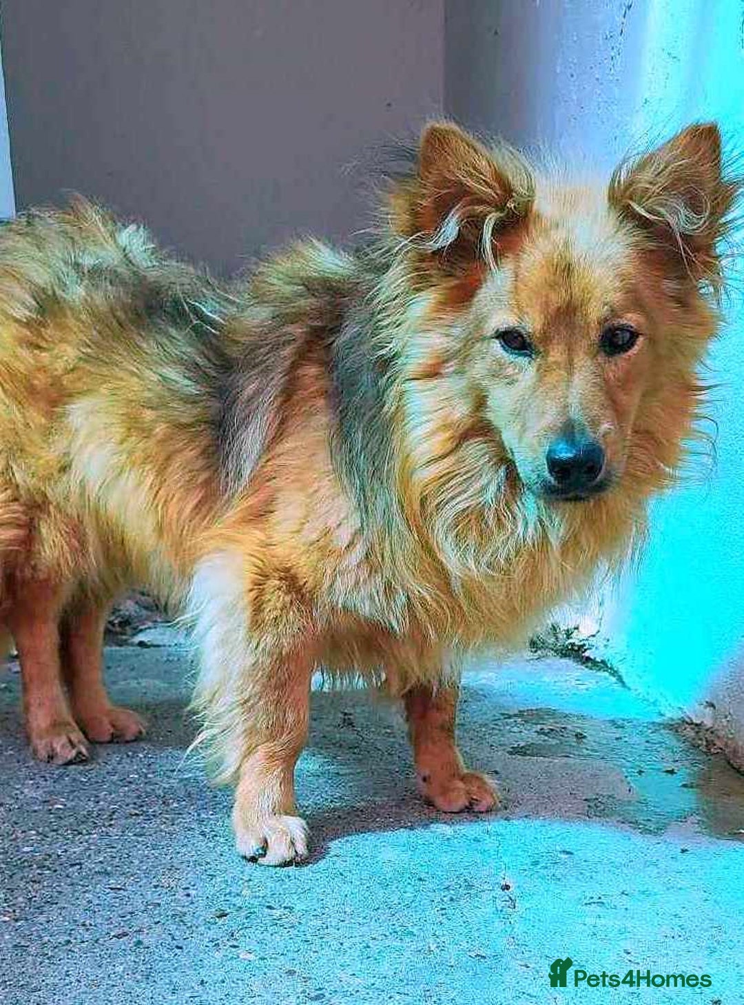 Mixed Breed dogs for adoption: MONTY & DAISY an example of Resilience &Friendship - Image 6