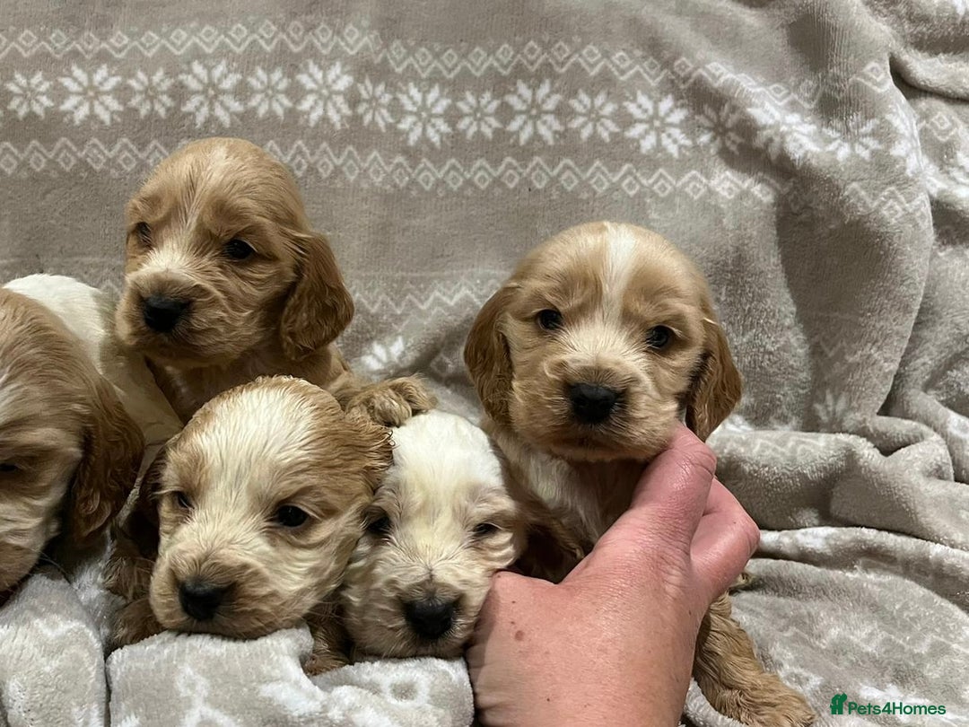 Cocker Spaniel dogs for sale: Cocker spaniel puppys - Image 6