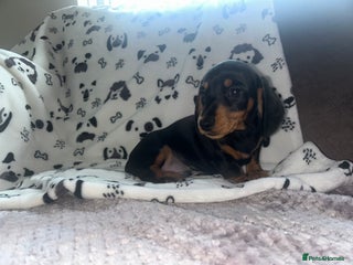 Miniature Dachshund dogs Miniature Smooth Dachshund Puppies - Advert 1