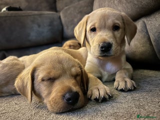 Labrador Retriever dogs 8 Beautiful Golden Labrador Puppies - Advert 4