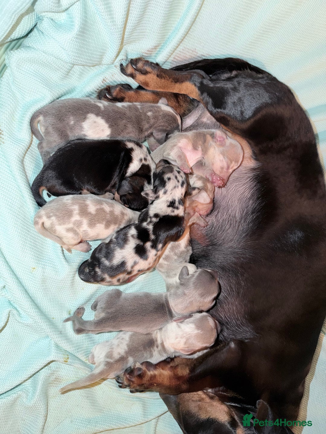 Miniature Dachshund dogs for sale: Stunning kc reg miniature dachshund puppies - Advert 3