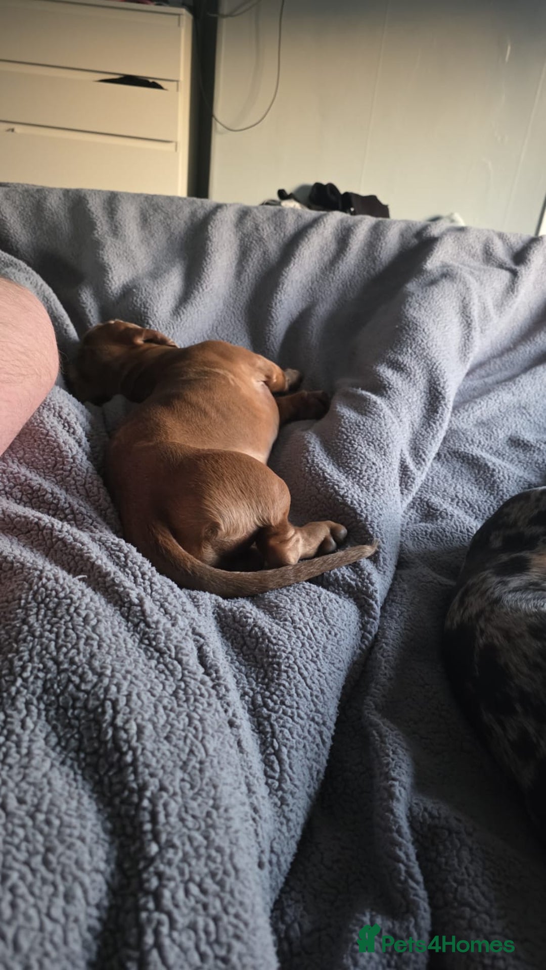 Miniature Dachshund dogs for sale: 2 Male Miniature Dachshunds  - Image 3