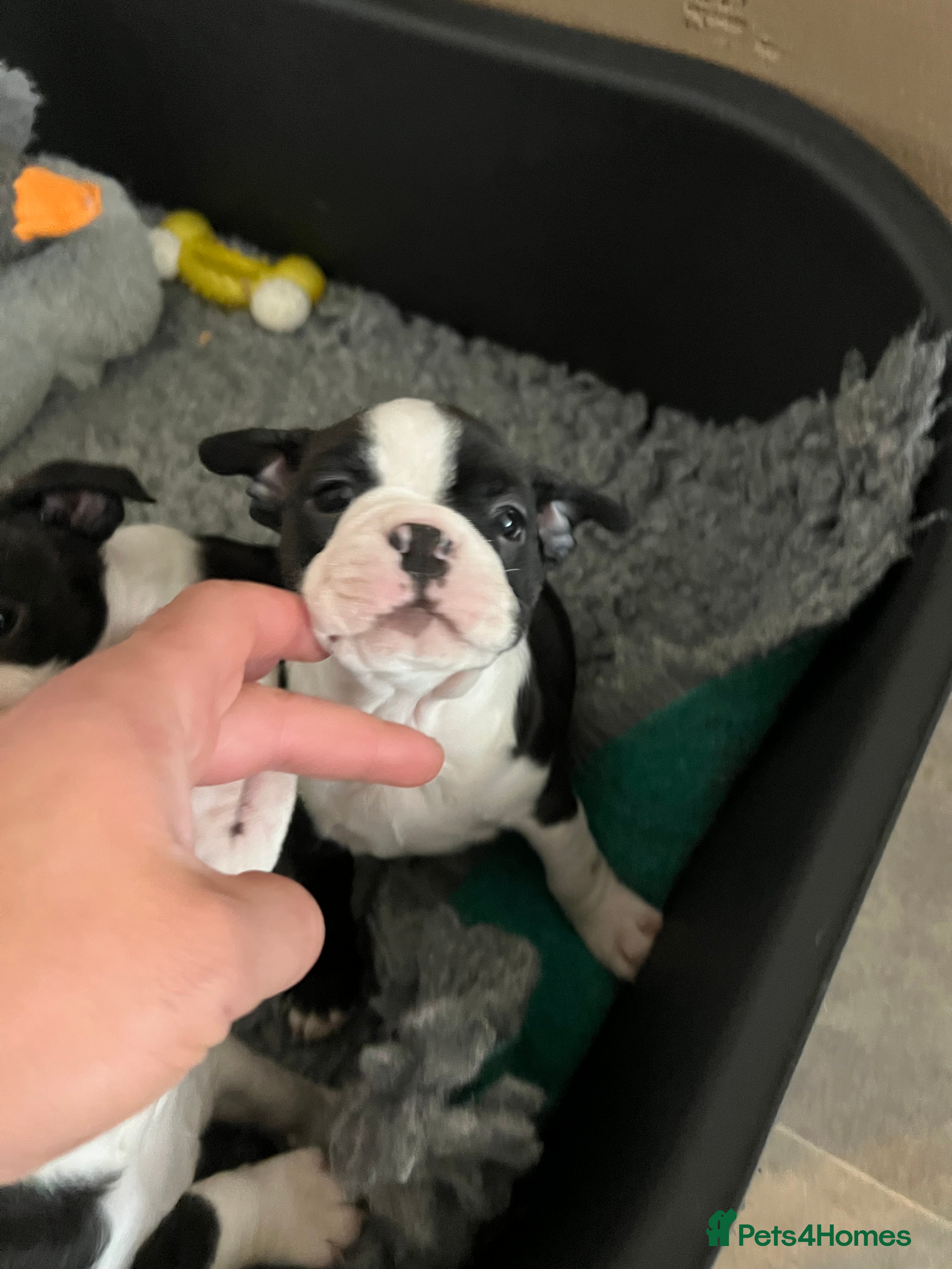 Boston Terrier dogs Stunning Boston Terrier Puppies  - Advert 2