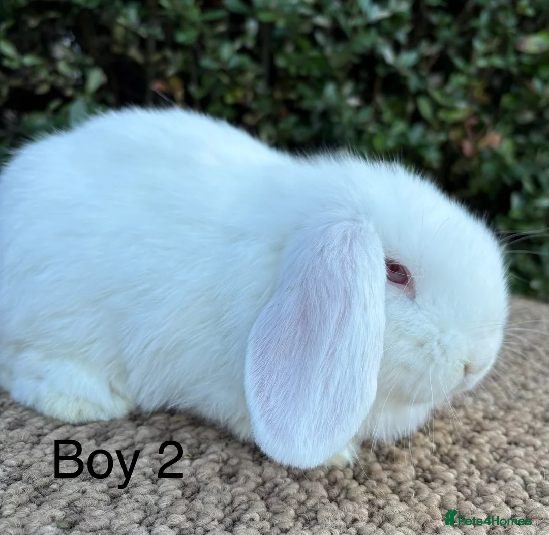 Mini Lop rabbits for sale: Mini lops baby rabbits for sale ready now  - Advert 2