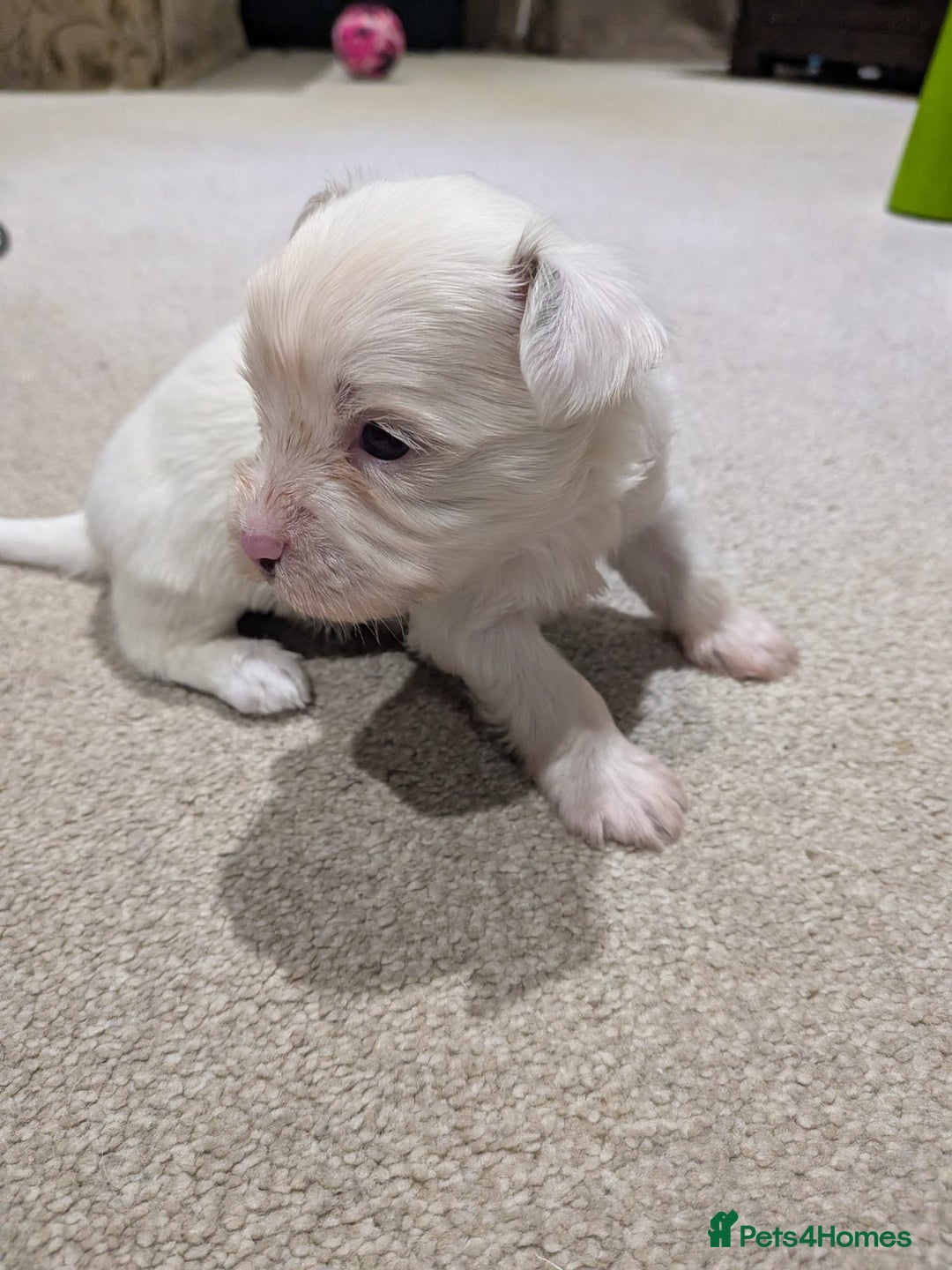 Biewer Terrier dogs for adoption: ❤️🐶 Sweet Pups Looking forResponsible Homes 🐶❤️ - Advert 4