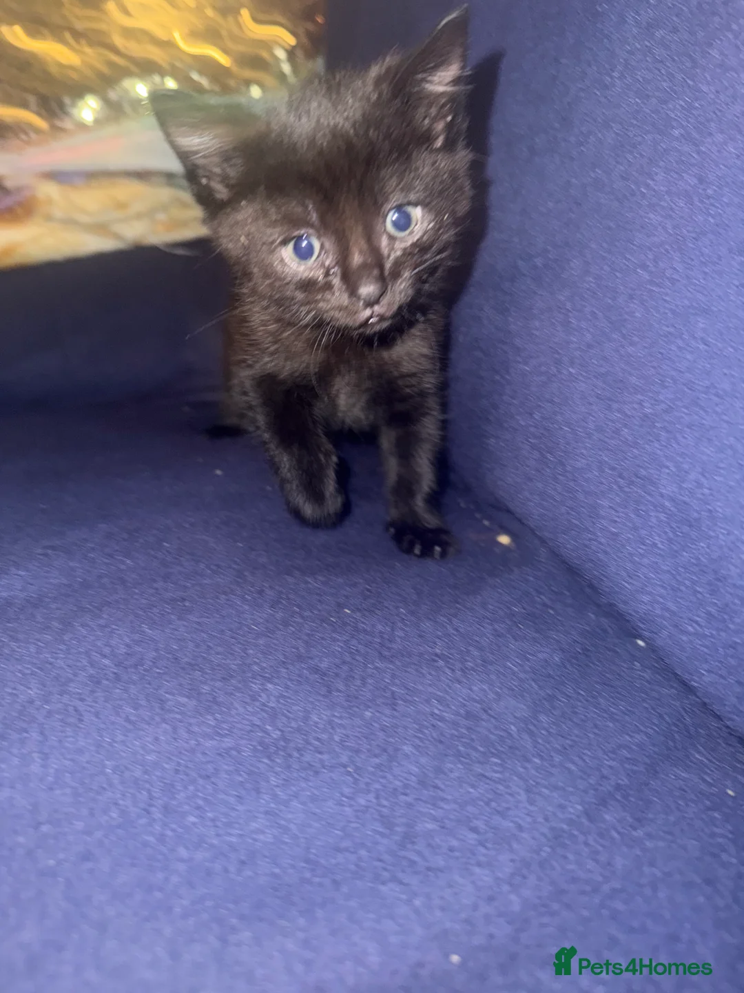 Mixed Breed cats for sale: Mixed Breed Female Kittens  in Bridgwater - Advert 2