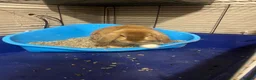 Mini Lop rabbits for sale: Beautiful mini lop Ivy in Greenford - Advert 4