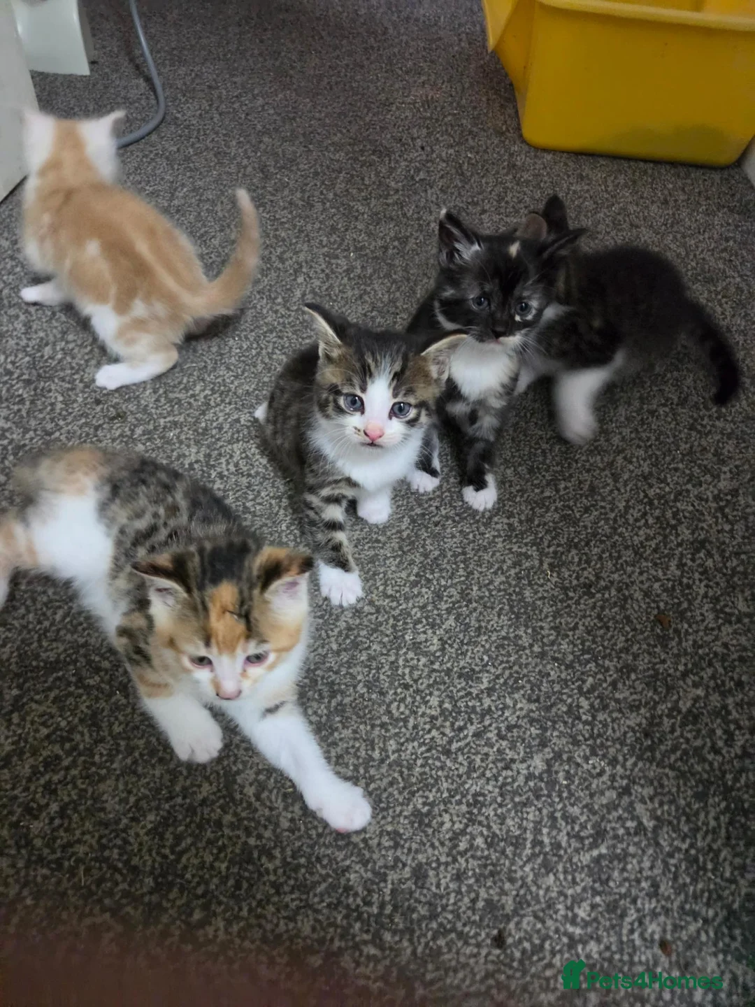 British Shorthair cats for sale: Georgous confident kitten  in Bexhill-on-Sea - Advert 1