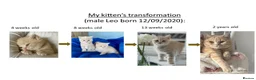 British Shorthair cats for sale: Living Unicorn: ginger female kittens - Advert 10