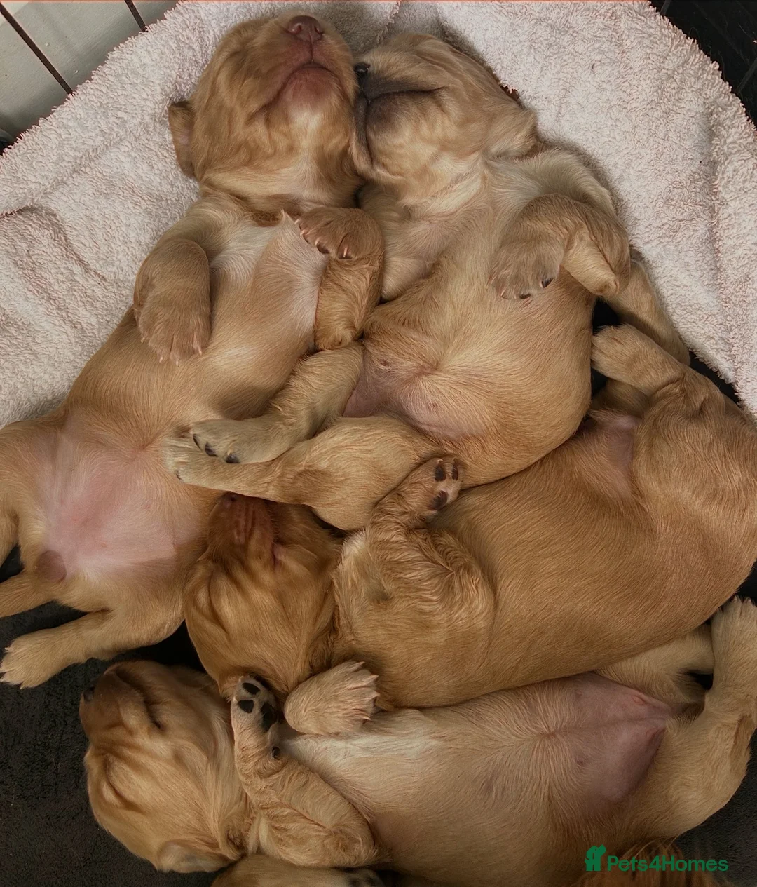Cocker Spaniel dogs for sale: ✨ Beautiful Puppy Looking for Her Forever Home ✨ - Advert 2