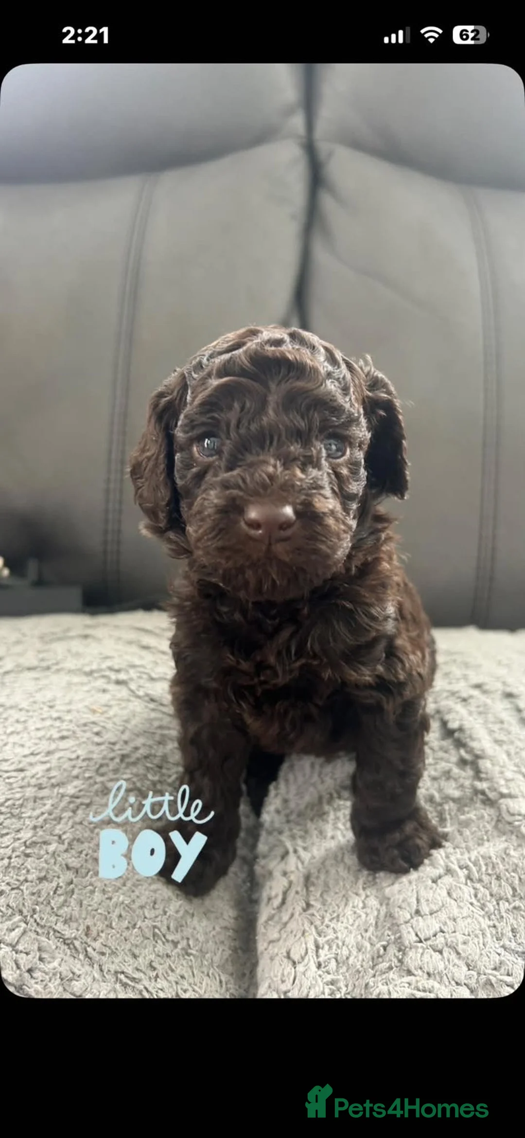 Cockapoo dogs for sale: Beautiful cockapoo pups ready for a loving home  in Tredegar - Advert 2