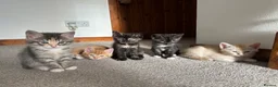 Mixed Breed cats for sale: Beautiful kittens - Advert 5