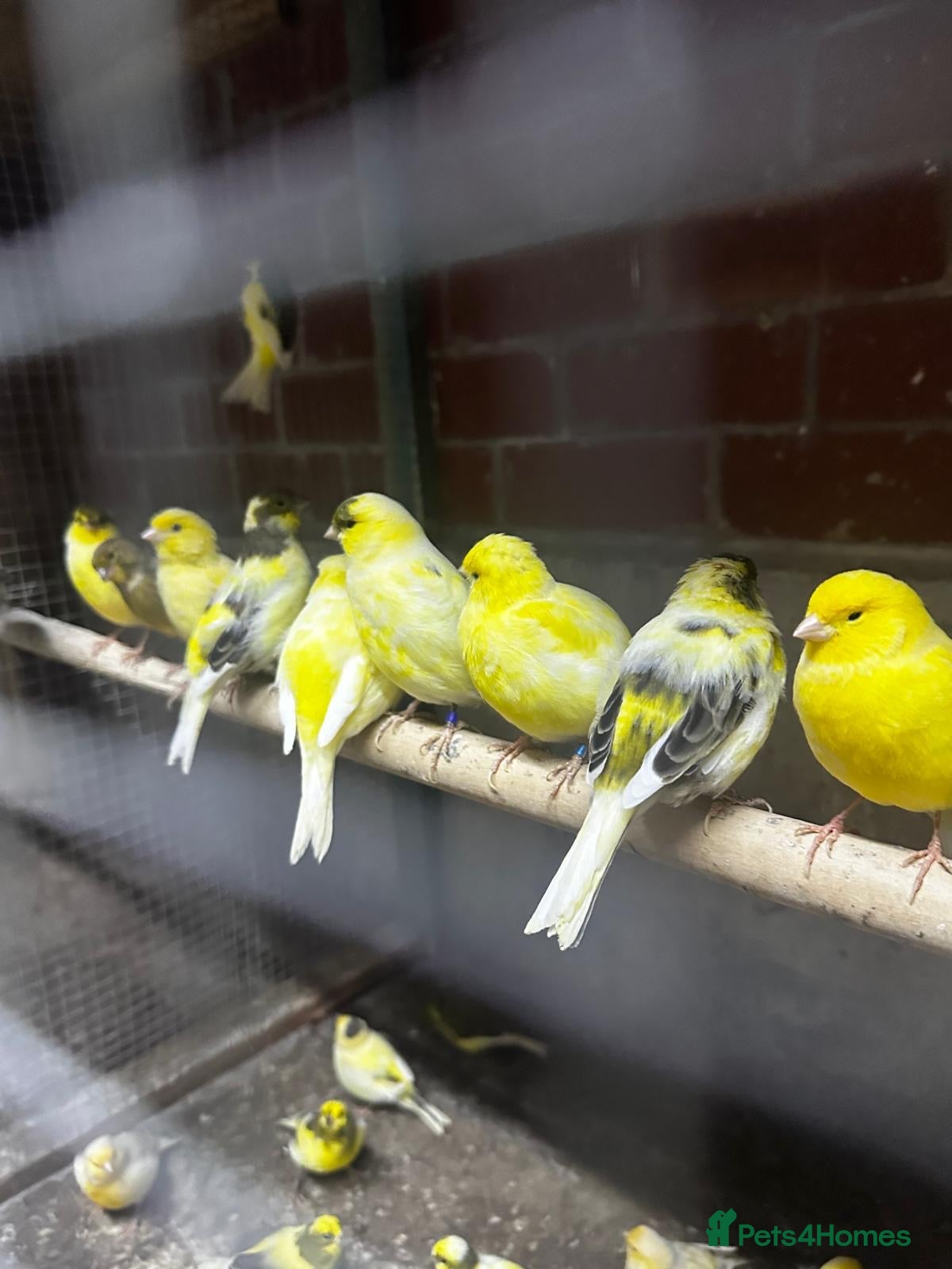 Mixed Breed birds Birds for sale *read description*  - Advert 2