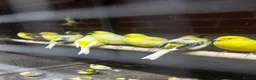 Mixed Breed birds for sale: Birds for sale *read description*  - Advert 2