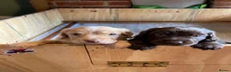Cocker Spaniel dogs for sale: Cocker spaniel puppy (no docked tail) - Advert 7