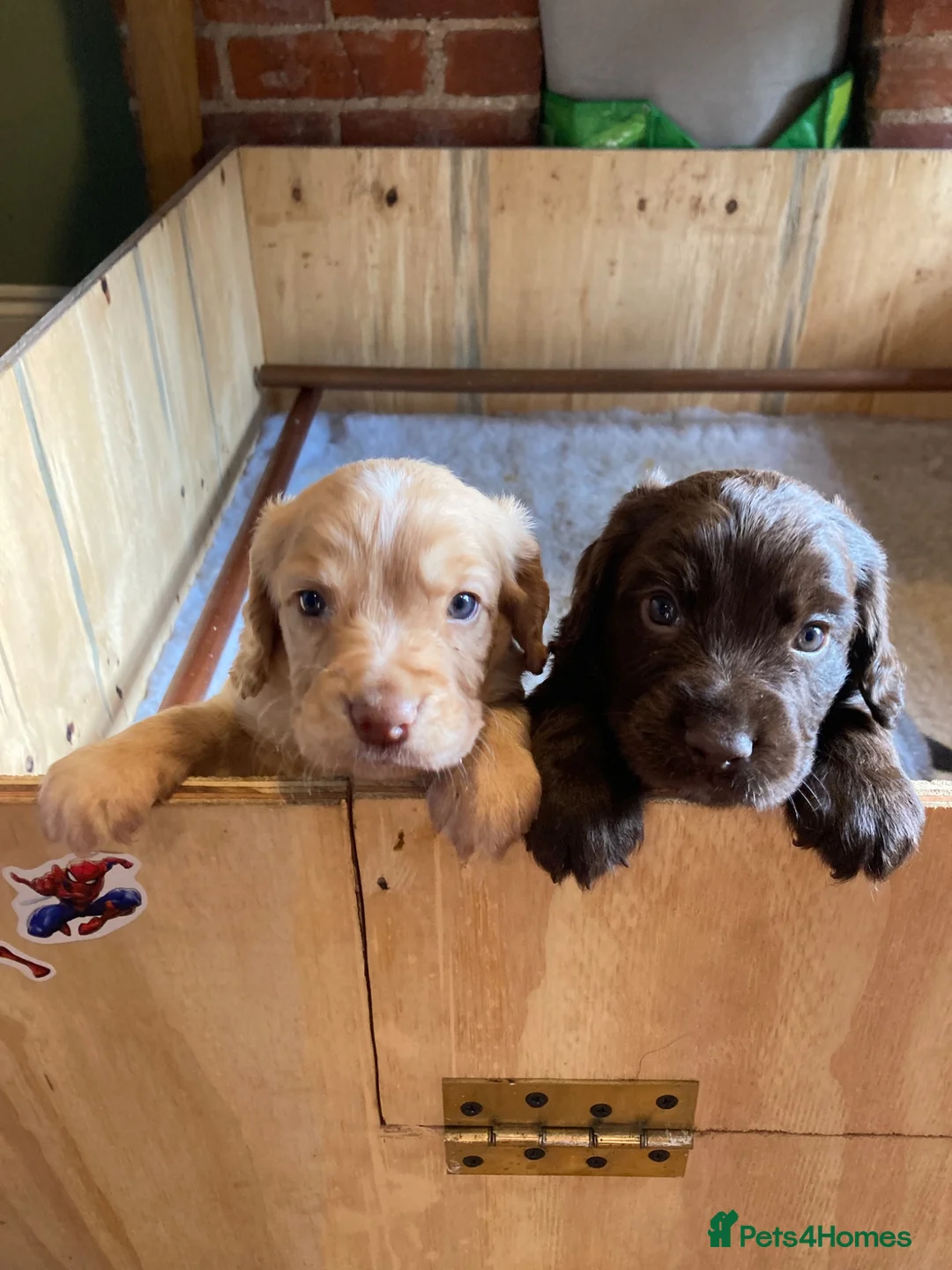 Cocker Spaniel dogs for sale: Cocker spaniel puppy (no docked tail) - Advert 7