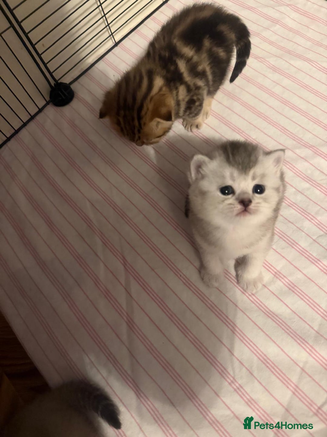 British Shorthair cats for sale: 🥰Beautiful kittens with rare colouring🥰 - Image 13